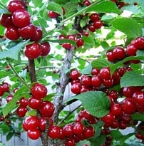 Вишня войлочная Алиса/С