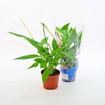 Спатифиллум Алана d9 h30 18шт