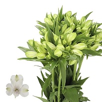 Альстромерия Bright Star 10шт