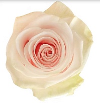 Роза Luofro Happy Bride дл.50 25шт