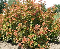 Пузыреплодник (Physocarpus) калинолист. Эмбер Джубили d11 1шт