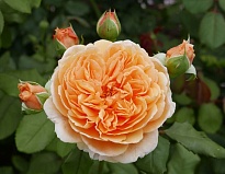 Роза Joyfer Roses Crown Princess дл.50 25шт