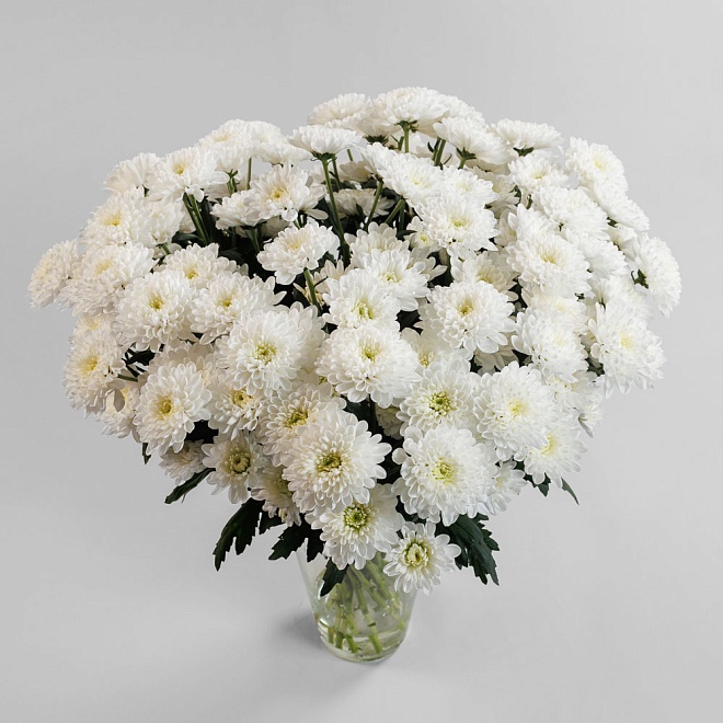 Букет из хризантемы "Серенада"