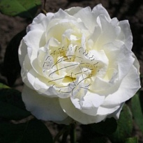 Роза Athena дл.60 10шт