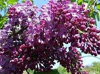 Сирень Ruhm Von Horstenstein дл.40 10шт