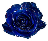 Роза крашен. Bella Роза S.a. Blue Stars дл.50 25шт