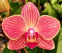 Орхидея Фален. Восход 2ст d10 h35-45 10шт