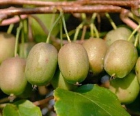 Актинидия (Actinidia) аргута Вейки (муж) (ЗКС) 2л 1шт