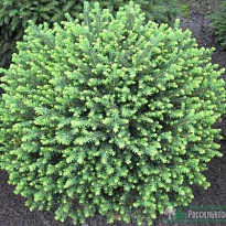 Ель (Picea) сербская Карел 15л h40-50 1шт