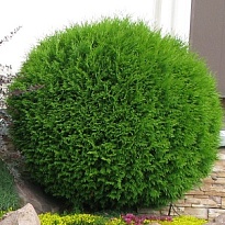 Туя (Thuja) западная Даника 10л h35-40 1шт