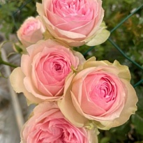 Роза Дедикейшен кустовая (МЦ) дл.50 5шт/уп