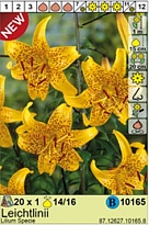 Лилия Лейхтлина тигр.14/16 1шт*