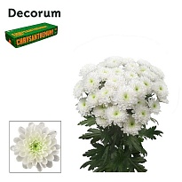 Хризантема кустовая Altaj Decorum 5шт