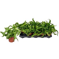 Асплениум Харикен d12 h30 10шт