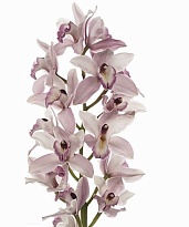 Орхидея Cymbidium Joal*16 дл.40 1шт