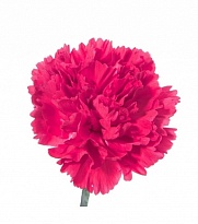 Гвоздика Fl Union -luis Yanchatipan Hot Pink SELECT 25шт