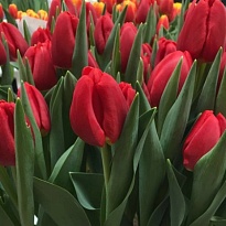 Тюльпан Red Stone 10шт
