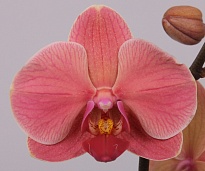 Орхидея Фален. Нарбонн 2 ст d12 h60 10шт