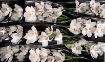 Орхидея Cymbidium Jungfrau дл.50 *12 1шт