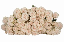 Роза кустовая Royal Porcelina дл.80 5шт