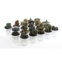 Кактус микс Цинк Пот d7 h10 16шт