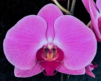 Орхидея Фален. Сурабая 1ст d12 h70-80 10шт