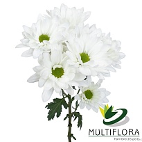 Хризантема кустовая Multiflora White дл.60 10шт
