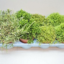 Рипсалис микс d12 h20 8шт