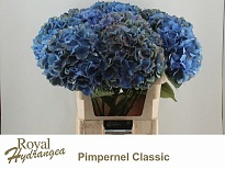 Гортензия Pimpernel Classic дл.80 d26-27 1шт