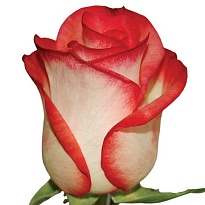 Роза Bella Роза S.a. Blush дл.50 25шт