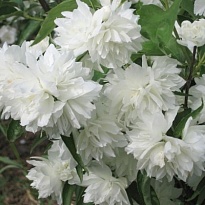 Чубушник (Philadelphus) Манто Д`Эрмин d9 18шт