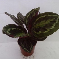 Калатея Розео Пикта d14 h50 8шт