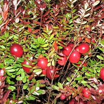 Клюква крупноплодная Пилигрим/Цв.Кор