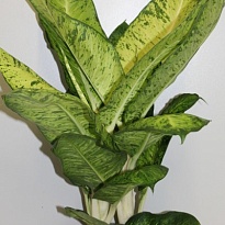 Диффенбахия Саммер Стаил d17 h50 6шт