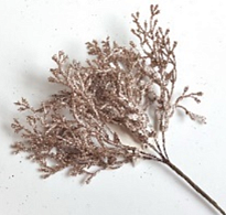 Ветка Туи с глиттером на вставке h20см шампань