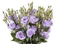 Эустома Lisanne Deep Lavender 10шт