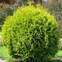 Туя (Thuja) западная Голден Глоб 25л h70-80 1шт