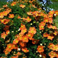 Лапчатка (Potentilla) кустарниковая Танжерин d9 h30-40 1шт