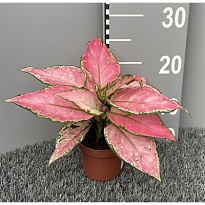 Аглаонема Пинк d10 h20 10шт