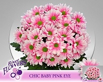 Хризантема кустовая Chic Baby Pink Eye (крашен) 5шт