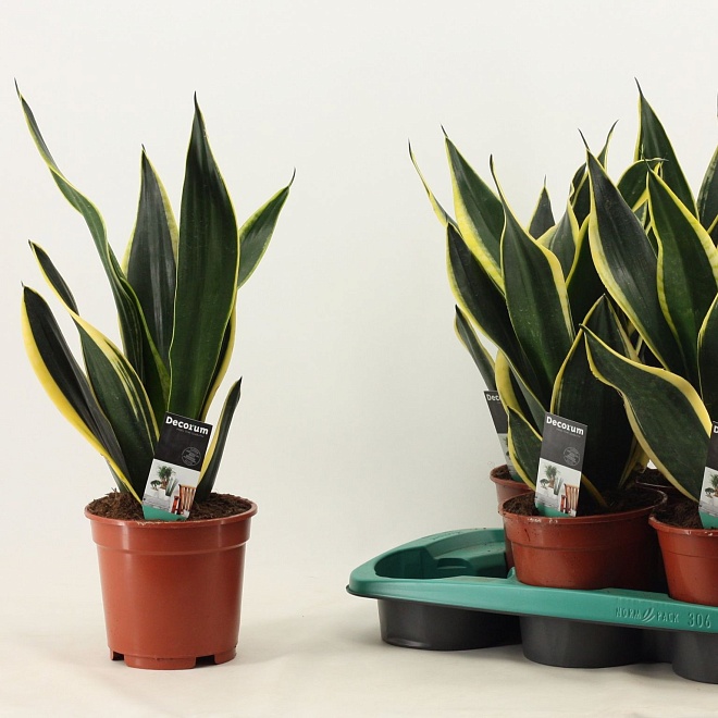 Сансевиерия Трифасциата d14 h50 7шт