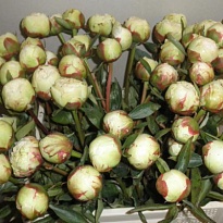 Пион Bowl Of Cream 5шт