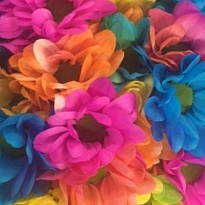 Хризантема кустовая Chic Rainbow (крашен) 5шт