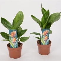 Стрелиция Регина d12 h50 10шт