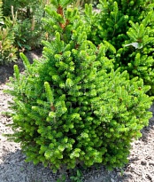 Ель (Picea) обыкновенная Виллс Цверг 5л h40+ 1шт