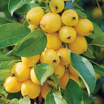 Яблоня Китайка золотая ранняя/Цв.Кор.