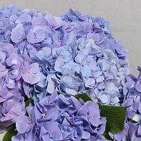 Гортензия Bodensee blue дл.100 d20-22 1шт