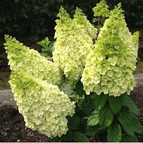 Гортензия (Hydrangea) метельчатая Мэджикал Килиманджаро 5л h80-100 1шт