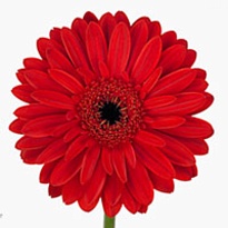 Гербера Barones 25 шт