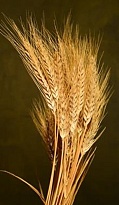 Пшеница сухоцвет натуральный 50шт